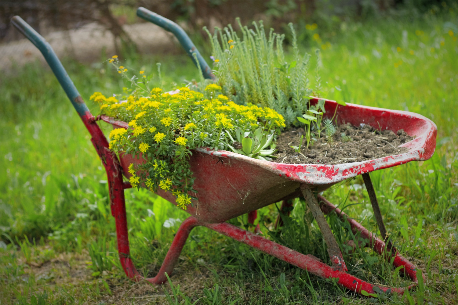 tuin leeghalen